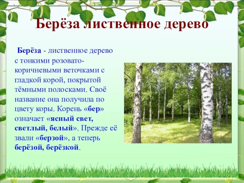 Тема мое любимое дерево. Описание березы. Рассказ о Березе. Проект про березу. Береза для детей.