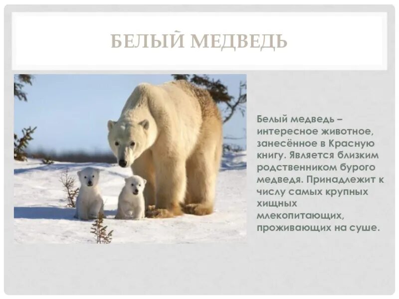 Белый медведь занесен в красную книгу. Белый медведь занесен в красную книгу