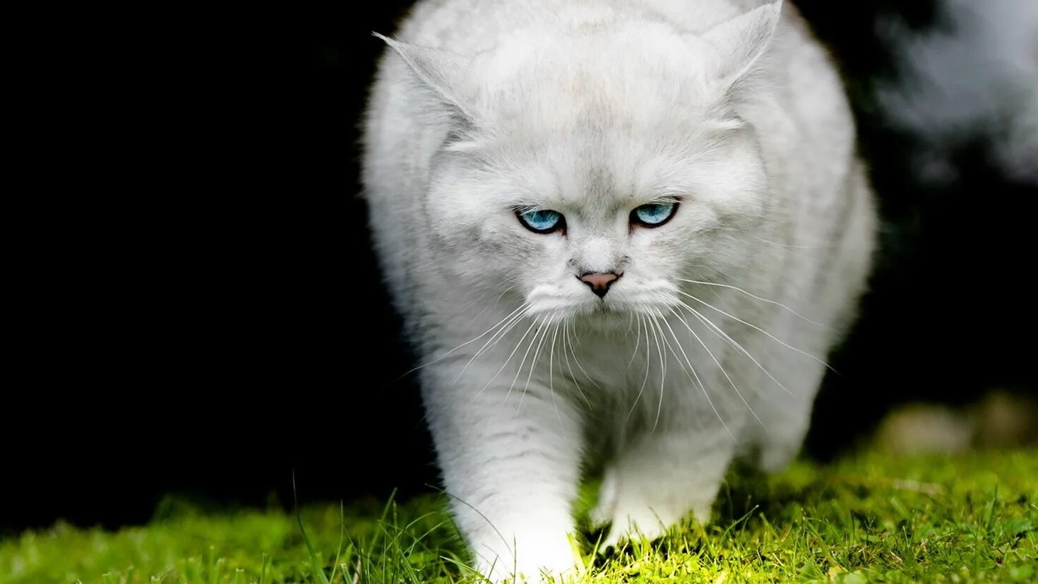 Бесплатные картинки на заставку компьютера. Красивые коты. Красивый белый кот. Обои на рабочий стол кошки. Белый котик.