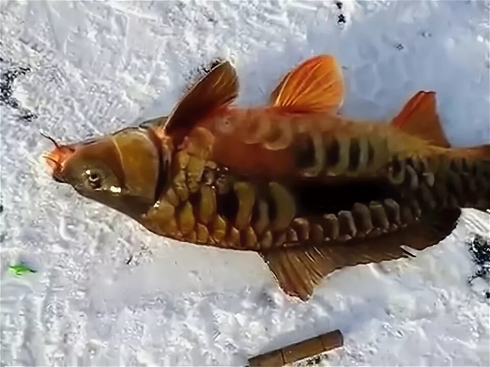 Карпы зимой видео. Карп зимой. карп на блесну. сазан на блесну. сазан зимой.