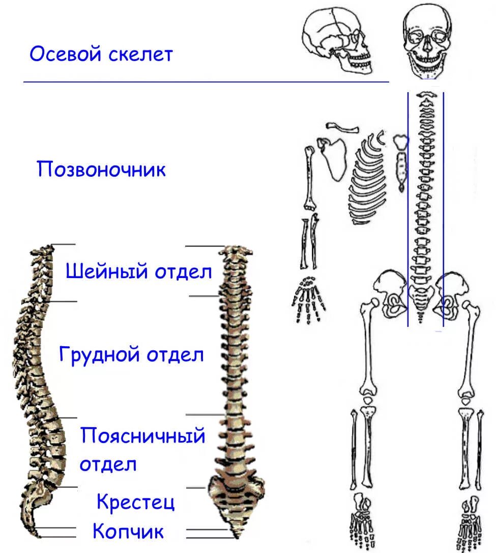 Название костей скелета туловища. Скелет головы кости мозговой части черепа. Название осевого скелета. Строение осевого и добавочного скелета. Строение скелета биология.