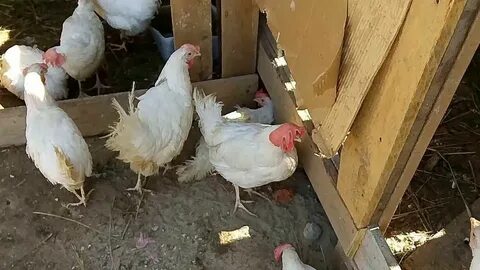 Когда начинают нестись куры леггорн
