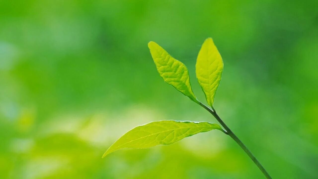 Leave in background
