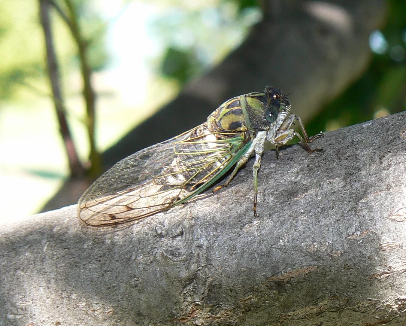 Цикада изумрудная. Как снимали цикады. Зимняя цикада. Гусеница цикады. Цикады на крите.