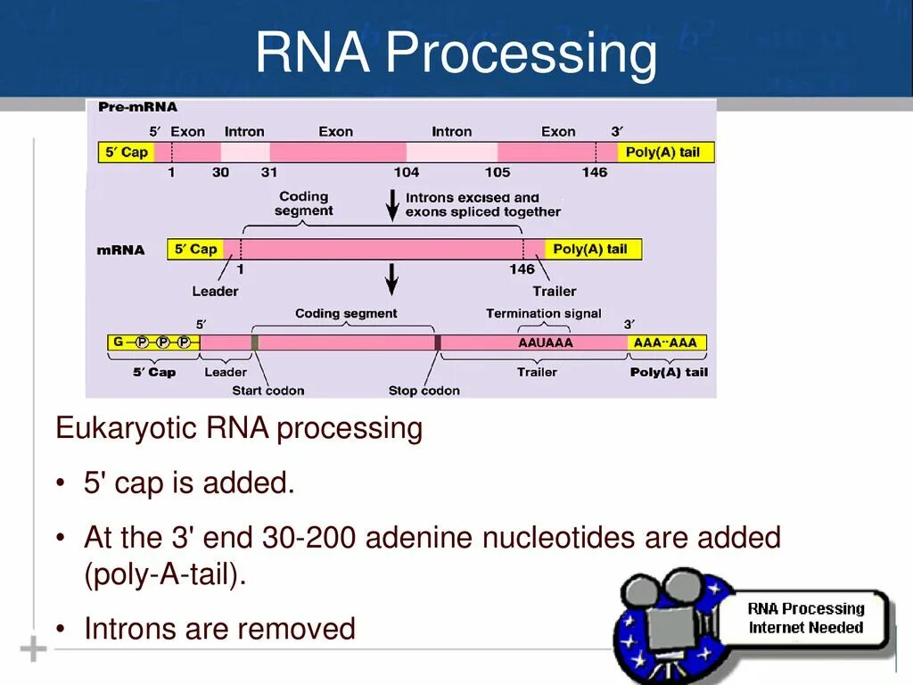 RNA processing. Processing of pre-MRNA. Процессинг РНК. Processing of eukaryotic pre-MRNA.