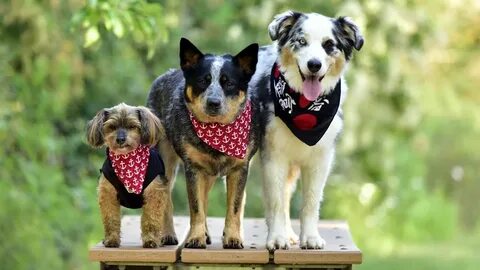 Download 1366x768 Summer, three dogs, bokeh Wallpaper.