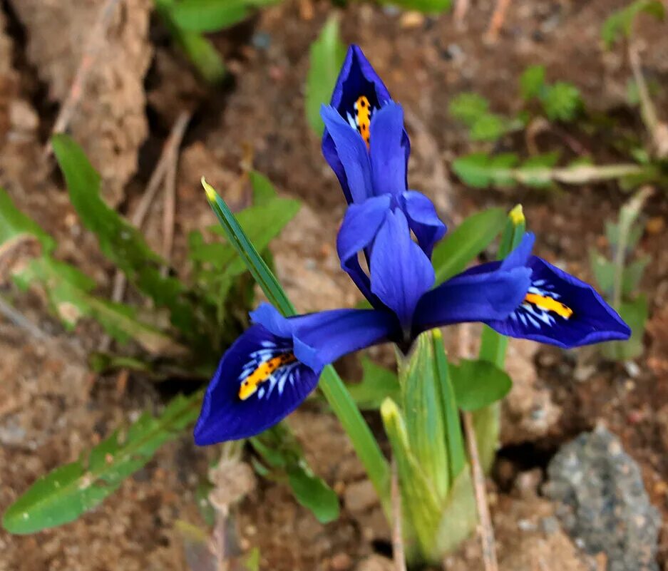 Алжирский ирис. Букет 11 ирисов. Дизайнерский букет из ирисов. Букет ирис. Iris 11.