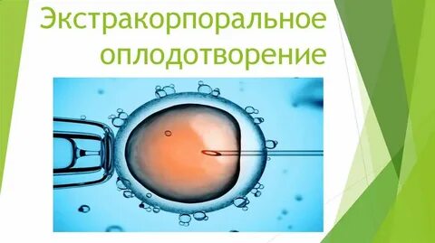 Гомологичное оплодотворение