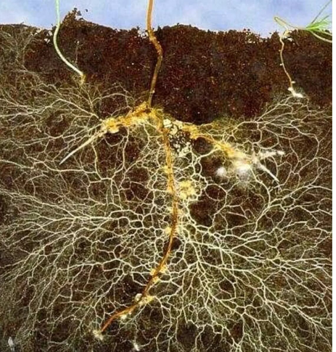 микориза грибокорень. микориза с грибами-симбионтами. 2 микориза осины. 2 микориза осины. 2 микориза осины.