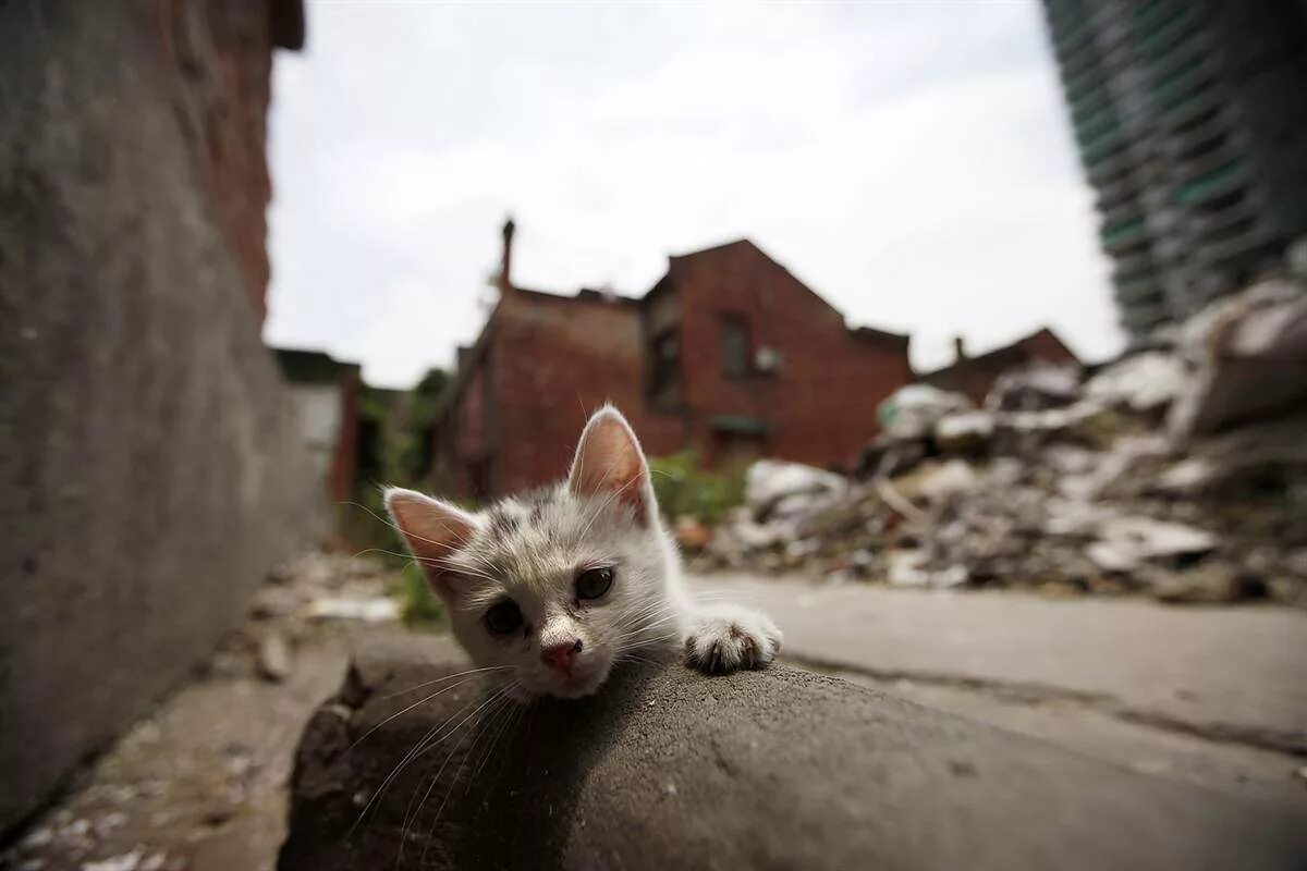 Кот рудольф мультфильм. Черный кот рудольф мультфильм. Сказка одни неприятности. Котенок гав. Бездомные кошки.