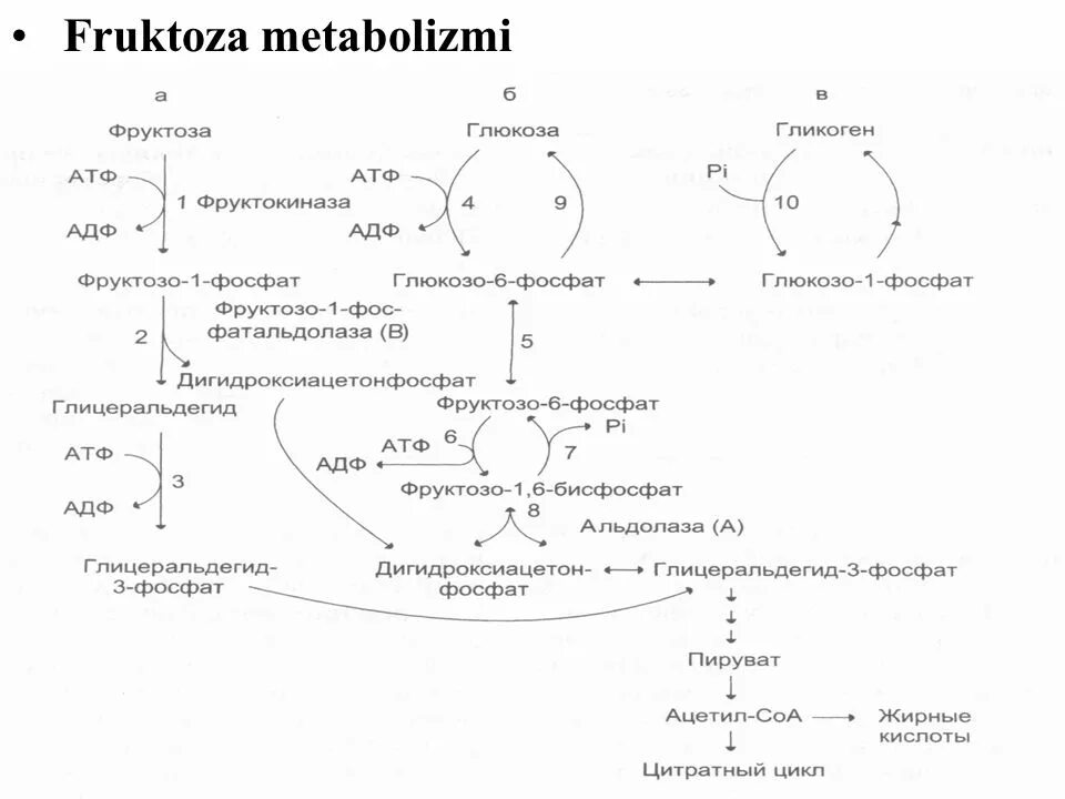 Атф глюкоза адф. Превращение фруктозы в глюкозу биохимия. Глюкоза АТФ глюкозо-6-фосфат АДФ. Фруктоза АТФ фруктозо-6-фосфат АДФ. Фруктокиназа.