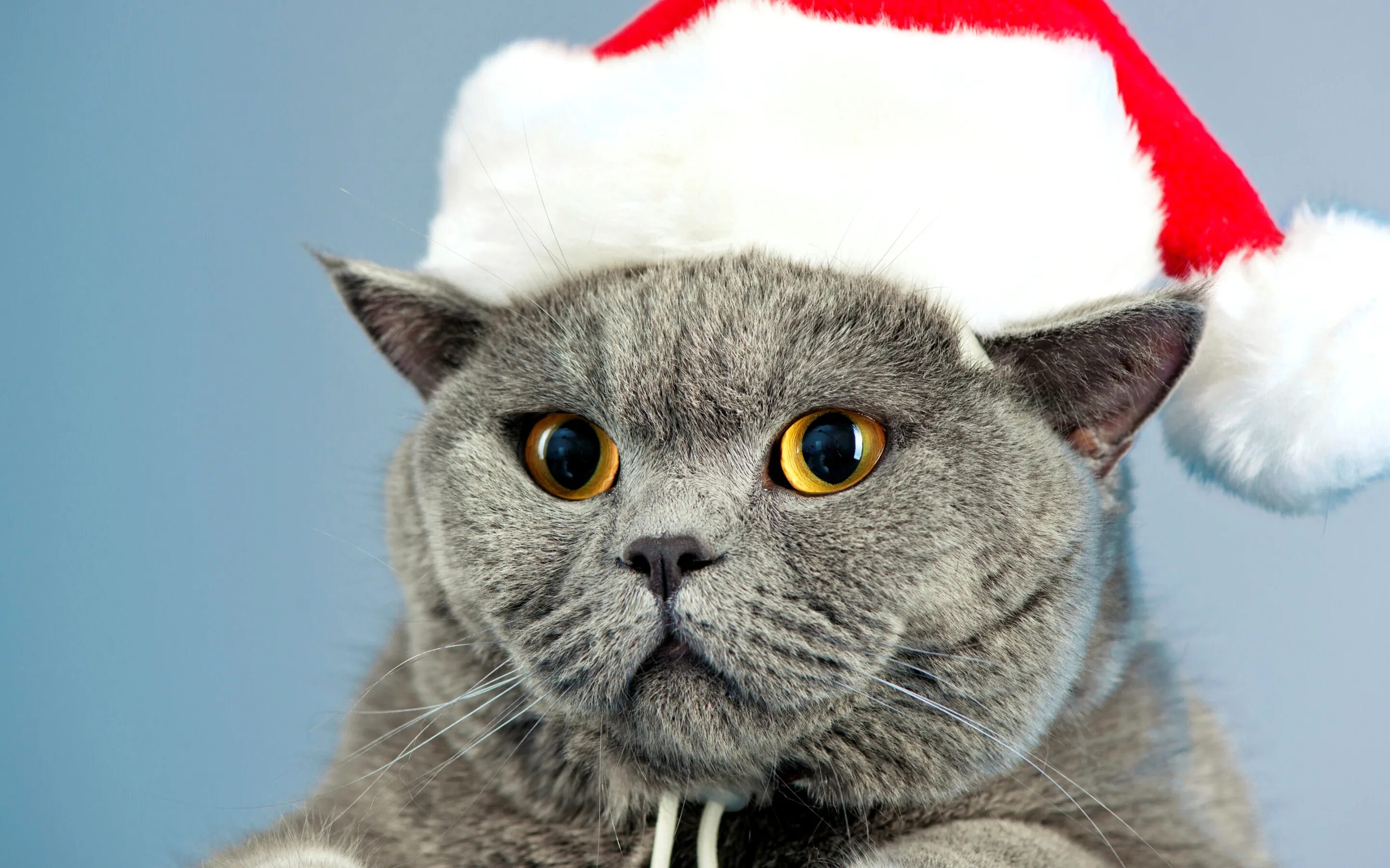 Нова кот. Новогодний котик. Кот новый год. Новогодняя Британская кошка. Кот в новогодней шапке.