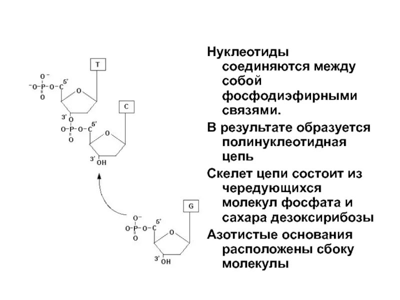Фосфодиэфирная связь между нуклеотидами схема. Образование 3',5'-фосфодиэфирной связи между нуклеотидами. Фосфодиэфирные связи в РНК. Строение нуклеотида ДНК фосфодиэфирная связь.