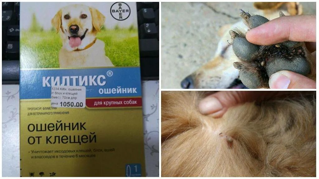 Щенкам от клещей с какого возраста. Ошейник от клещей. от клещей для собак. ошейник от клещей для собак. обработка от блох и клещей собак.
