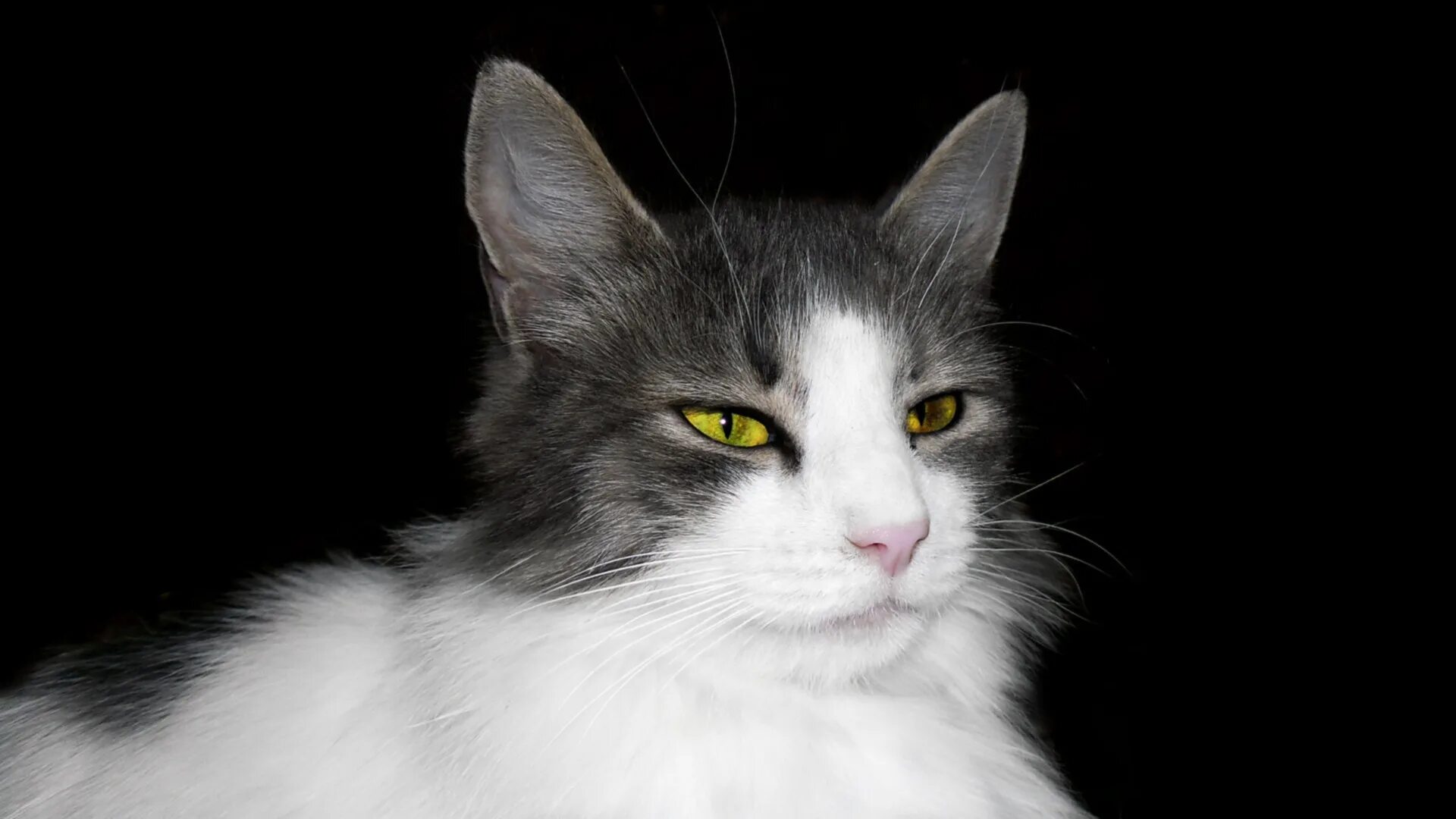 Чёрно серо белый кот. Черно бело серая кошка. Черно белая кошка. Норвежская лесная кошка черно-белая. Охос азулес длинношерстный.