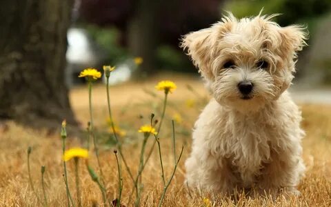 Puppies and Flowers 