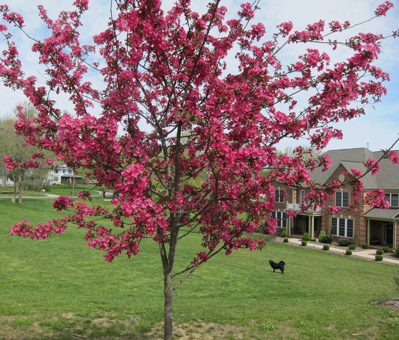 Crab apple tree