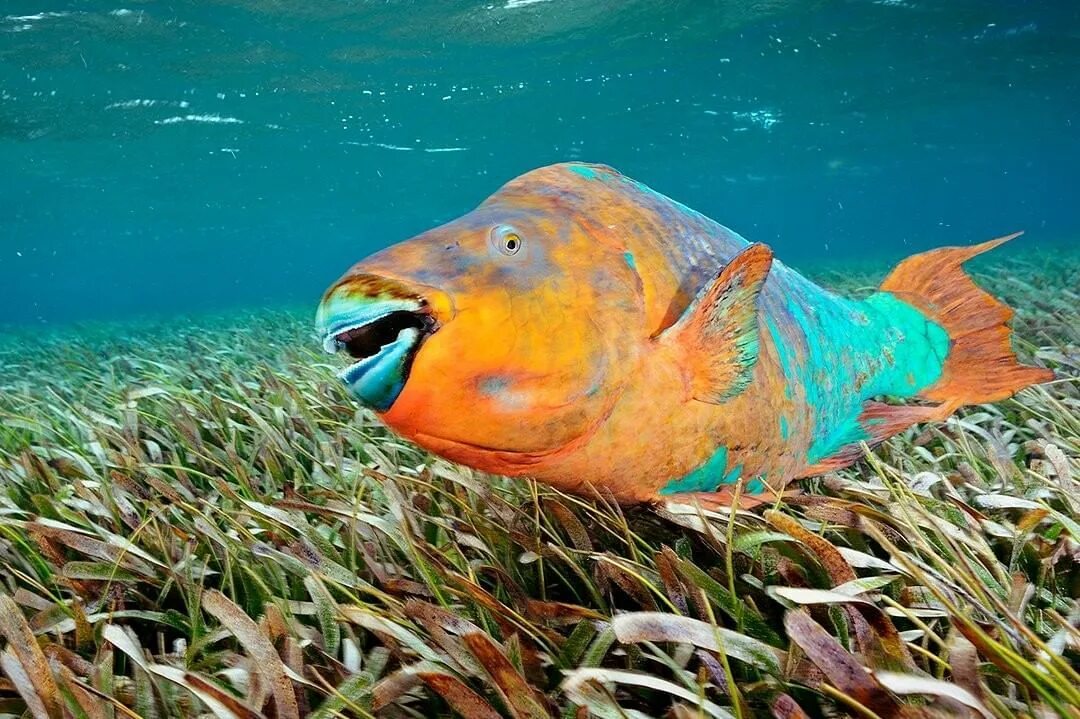 Fish creature. Рыба попугай океаническая. Рыба попугай окунеобразная. Рыба риф Тайланд. Красное море рыбки попугай.