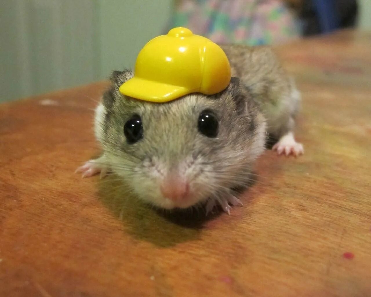 Sad hamster violin hamster. Смешные хомяки. Хомяк в каске. УГАРНЫЙ хомяк. Крутые хомячки.