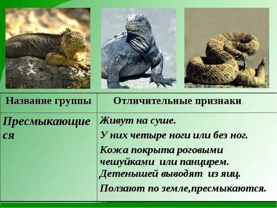 Приведи примеры пресмыкающихся животных. Отличительные признаки пресмыкающихся 3 класс. отличительные признаки пресмыкающихся 2. пресмыкающиеся отличительные признаки 2 класс. пресмыкающиеся отличительные признаки 3 класс.
