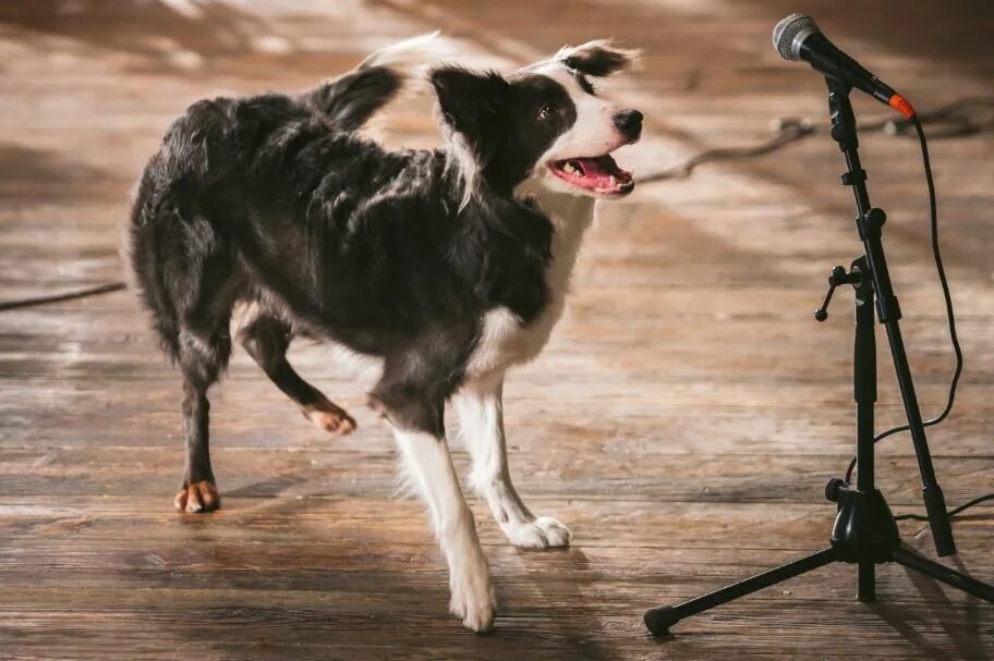 ёлки лохматые порода йоко. ёлки лохматые порода собаки пират. какие собаки снимались в елках лохматых. ёлки лохматые йоко. какие собаки снимались в елках лохматых.