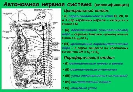 Нервы узлы состоят из