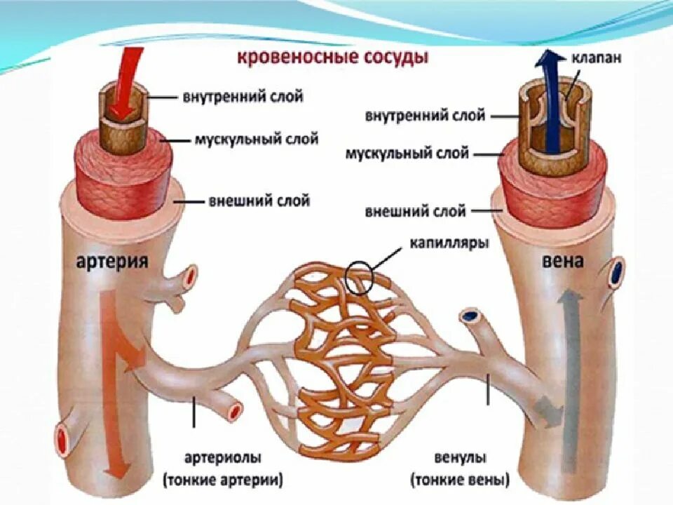 Поперечное сечение кровеносных сосудов. Строение сосудов. Строение артерий вен и капилляров. Слой кровеносных сосудов. Артерии вены капилляры слои