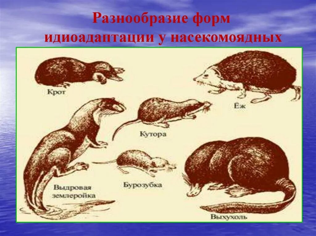 Идиоадаптации млекопитающих. Идиоадаптация примеры у животных. Примеры идиоадаптации у млекопитающих. Макроэволюция идиоадаптация.