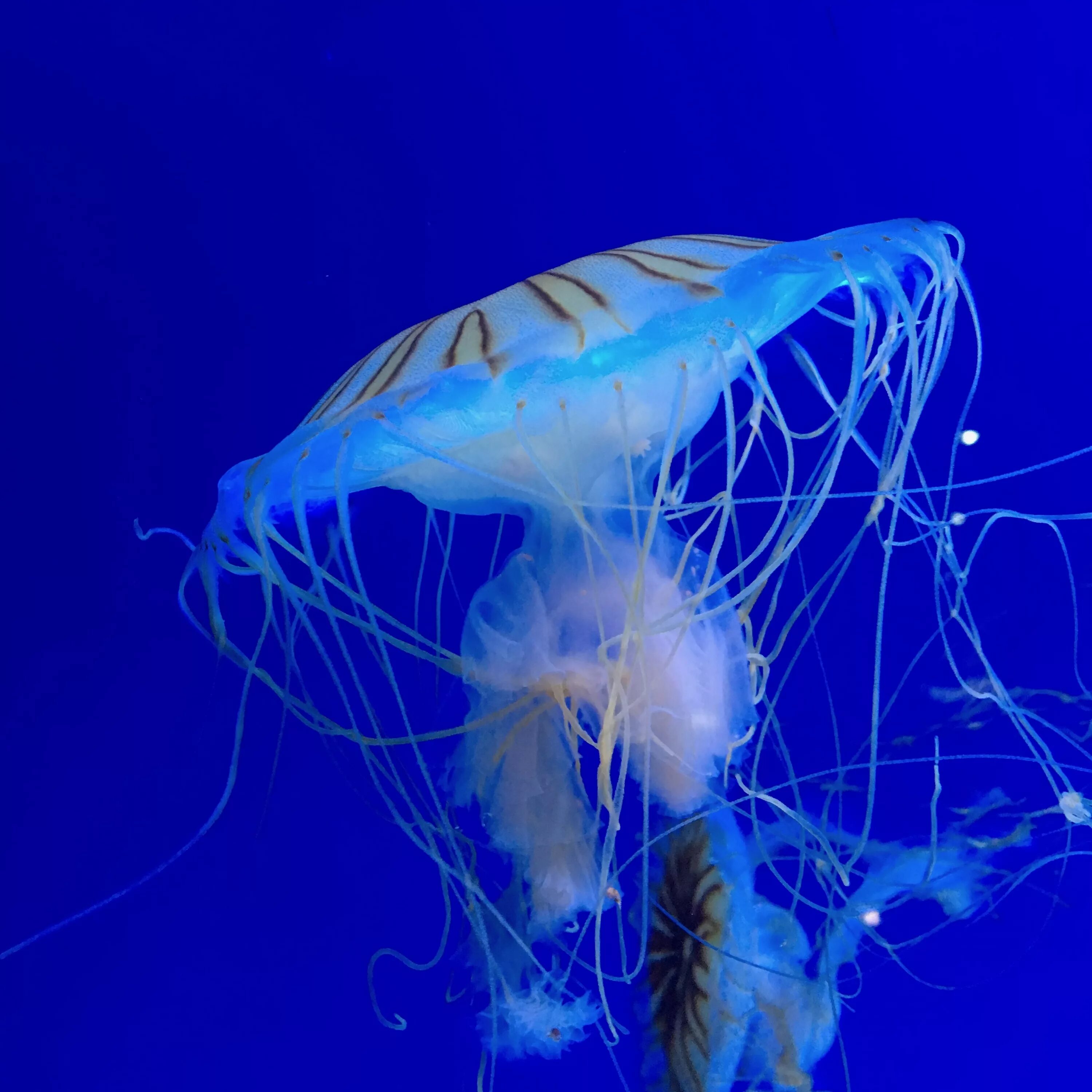 Медуза (биология). Морской моллюск медуза \. Беспозвоночные медузы. Книдария медуза.