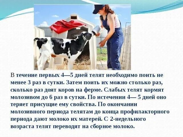 Через сколько доить после отела. Сколько раз доят корову в сутки. Доение высокопродуктивных коров. Корова дает молоко. Молоко после отела коровы.