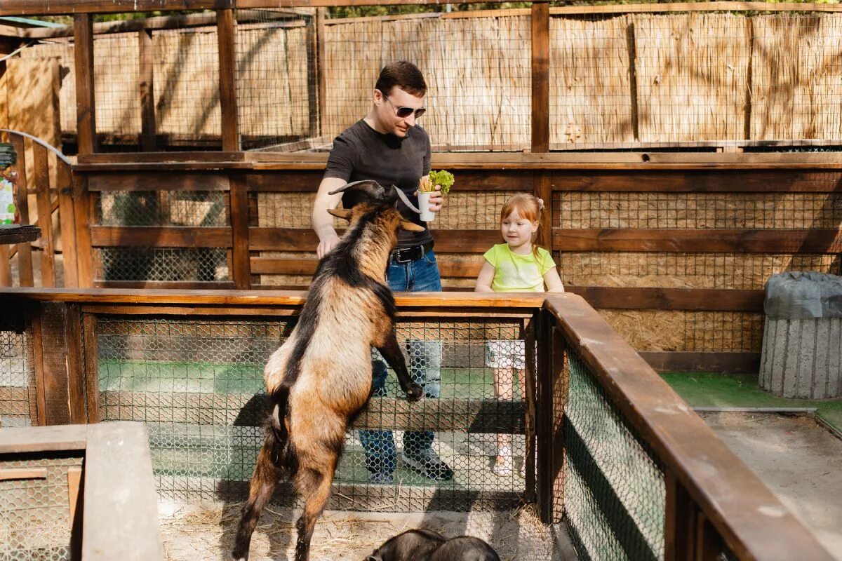 Контактный зоопарк рядом. Мини-зоопарк в Невском парке. Контактный зоопарк Башкирия. Животные в контактном зоопарке. Контактный зоопарк проект.