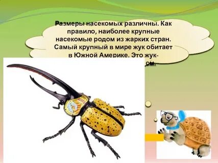 Размеры насекомых