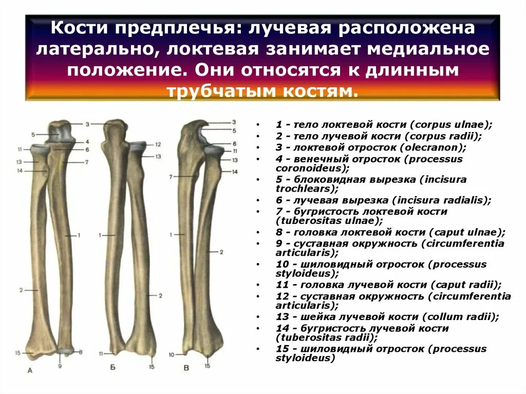 Кости предплечья кость анатомия. Кости предплечья анатомия строение. Лучевая кость медиальная или латеральная. Лучевая и локтевая кость анатомия.