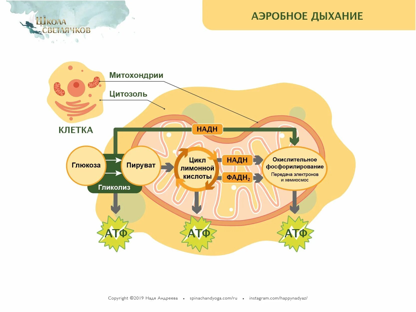 Последовательность образования атф в митохондриях. Схема клеточного дыхания в митохондриях. Схема клеточного дыхания цикл Кребса. Клеточное дыхание схема ЕГЭ. Схема дыхания аэробной клетки.