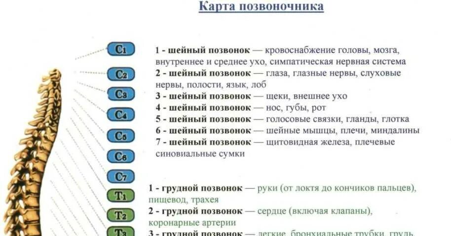 Позвонок th6, l1. С5 6 шейного отдела позвоночника. 4 И 5 позвонки. Позвонки шейного отдела с2-с4.