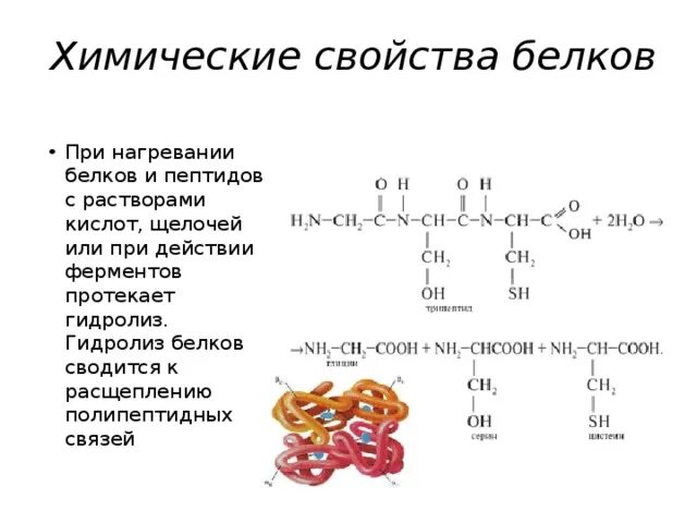 10 5 г белки 3. Химические свойства белков реакции. Белки химия химические свойства. Химические свойства белков денатурация формула. Химические свойства белков формулы.