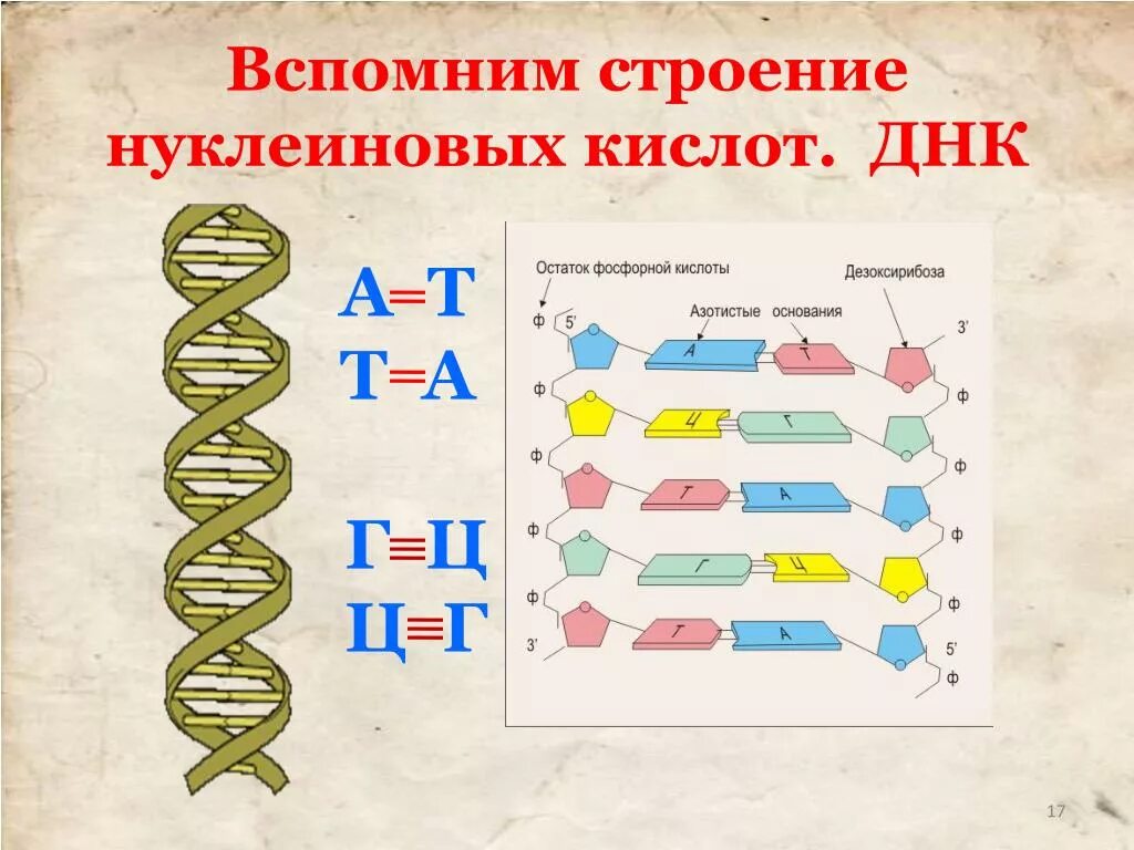 Строение нуклеиновых кислот. А Т Г Ц В ДНК. Строение ДНК. Нуклеиновые кислоты строение строение. Достройте молекулу днк