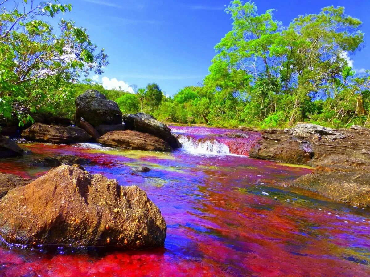 Самая теплая река в мире. Река Каньо-Кристалес Колумбия. Разноцветная река Каньо-Кристалес (Колумбия). «Цветная» Каньо Кристалес, Колумбия. Радужная река Каньо Кристалес.