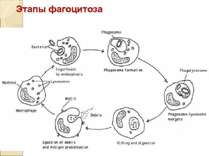 Схема отдельных стадий фагоцитоза. Фазы фагоцитоза схема. Схема этапов хемотаксиса и фагоцитоза. Схема начального этапа фагоцитоза.