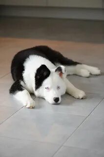 Лайки бир