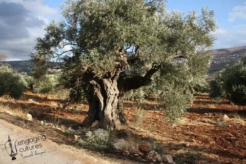 Olive tree паттайя отзывы