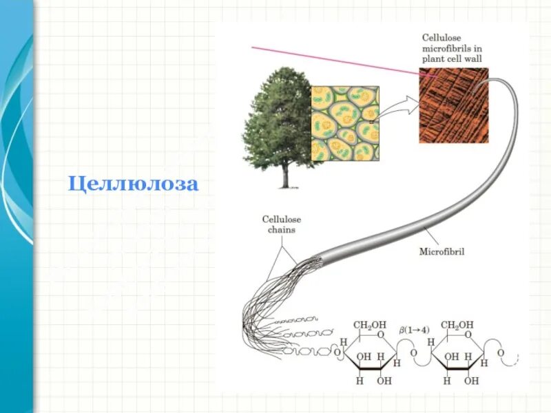 Хвойная целлюлоза. Целлюлоза рисунок. Целлюлоза нарисовать. Строение целлюлозы рисунок. Целлюлоза рисунок карандашом.