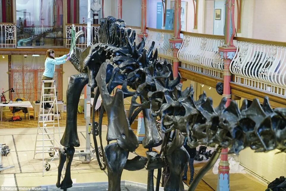 Saurophaganax vs Seismosaurus at NMNHM Definitely in my to. Flickr
