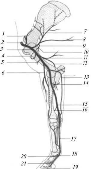 Кровообращение конечностей животных. Кровоснабжение грудной конечности животных. Артерии грудной конечности анатомия животных. Артерии грудной конечности КРС. Вены грудной конечности КРС.