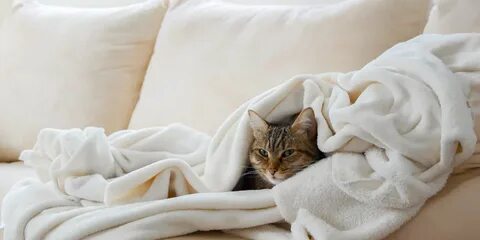 Котик в одеяле