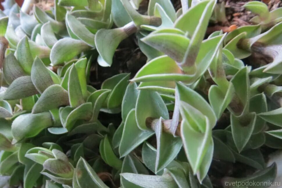 Традесканция ладьевидная (tradescantia navicularis). Традесканция ладьевидная каллизия. Традесканция ладьевидная каллизия. Традесканция ладьевидная. Традесканция ладьевидная.