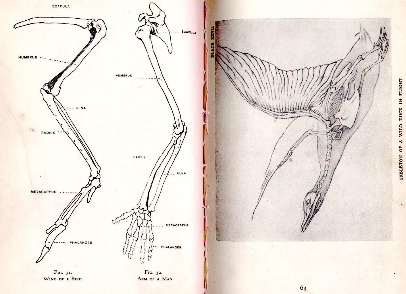Строение скелета птицы. Анатомия крыла птицы для художников. Скелет крыла птицы. Крыло птицы анатомия.
