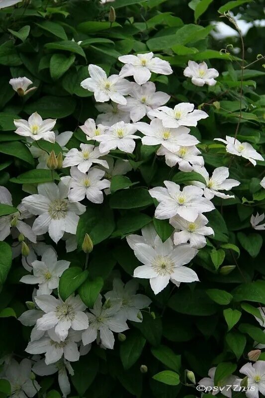 Лилия сноу морнинг. Белый цветок читать. Лилия белгравия. Beautiful and delicate. Большой белый колокольчик цветок.