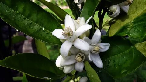 Orange blossom