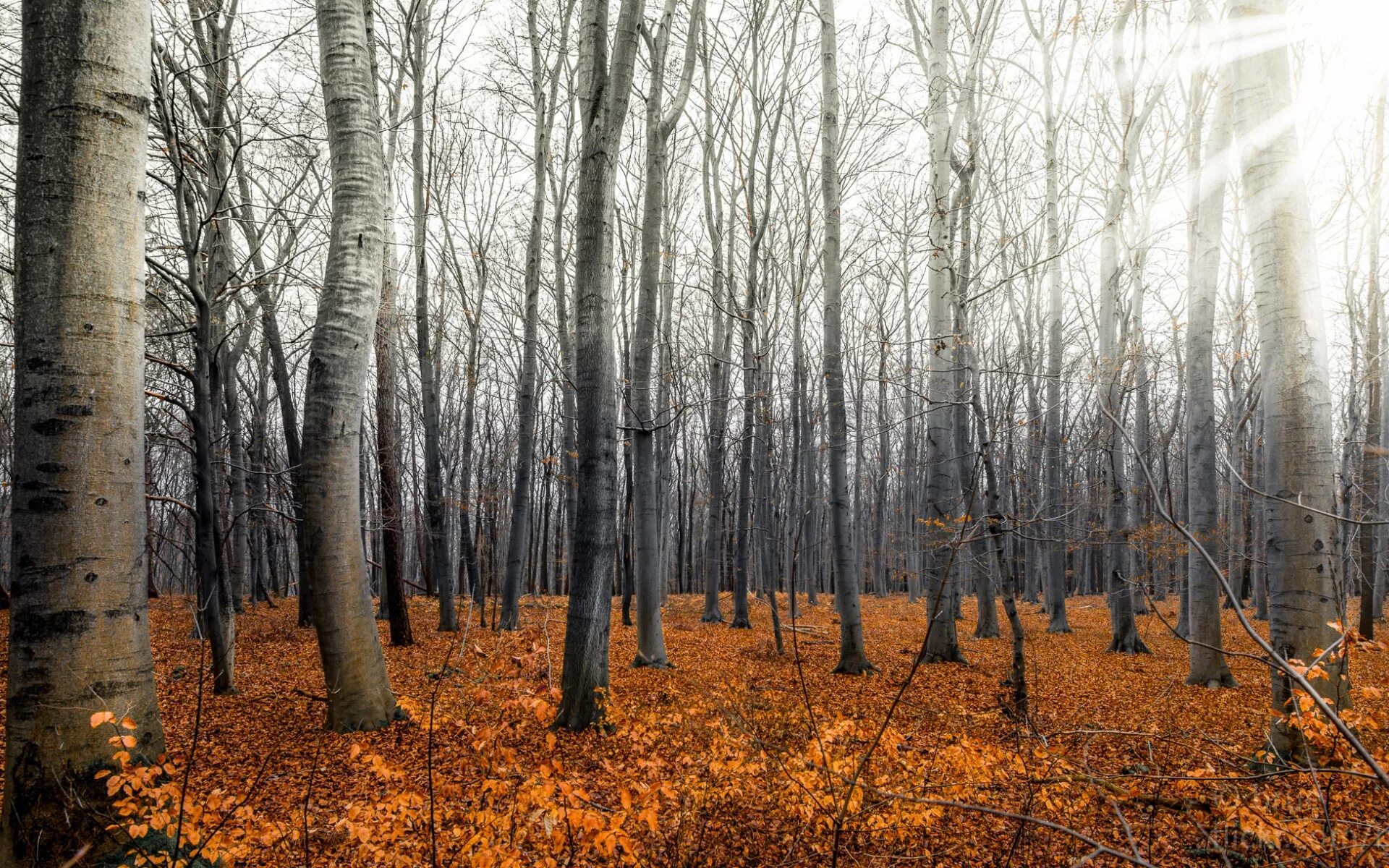 Предложения поздней осенью в лесу. Осенний лес. Лес поздней осенью. Поздняя осень в лесу. Лес без листьев.